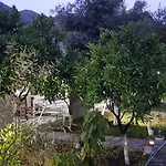 The Olive Grove 博尔什