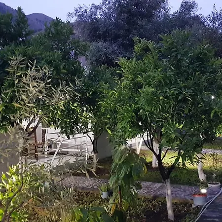 The Olive Grove Borsh