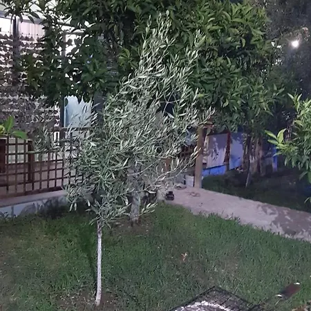 The Olive Grove *