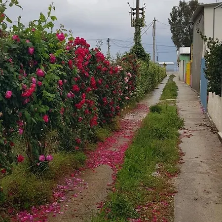 The Olive Grove Tatil Evi *