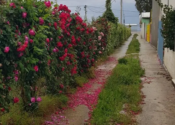 The Olive Grove Tatil Evi *